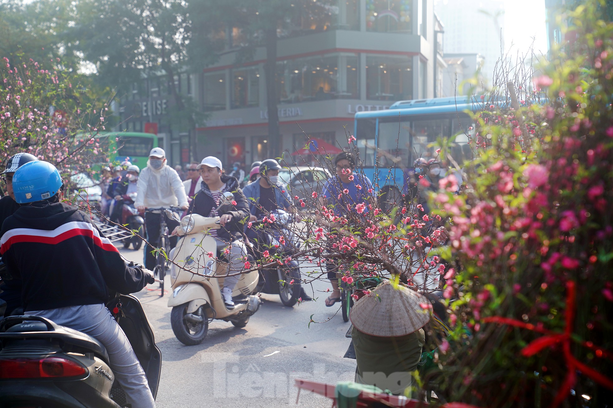 Đào quất 'ê hề', tiểu thương quyết không hạ giá dù sức mua kém - Ảnh 4. Đào quất 'ê hề', tiểu thương quyết không hạ giá dù sức mua kém - Ảnh 4.
