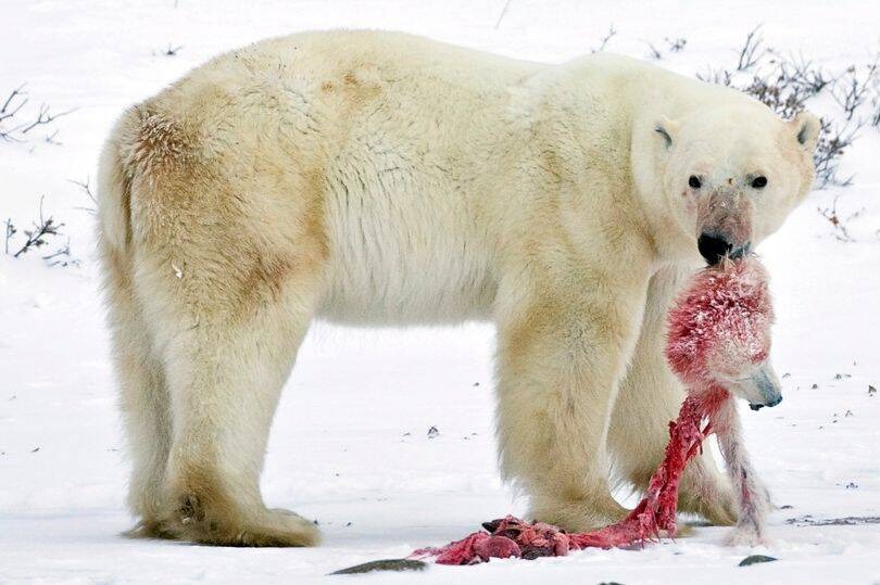 Biến đỗi khí hậu đang khiến gấu Bắc Cực phải ăn thịt lẫn nhau!- Ảnh 3.