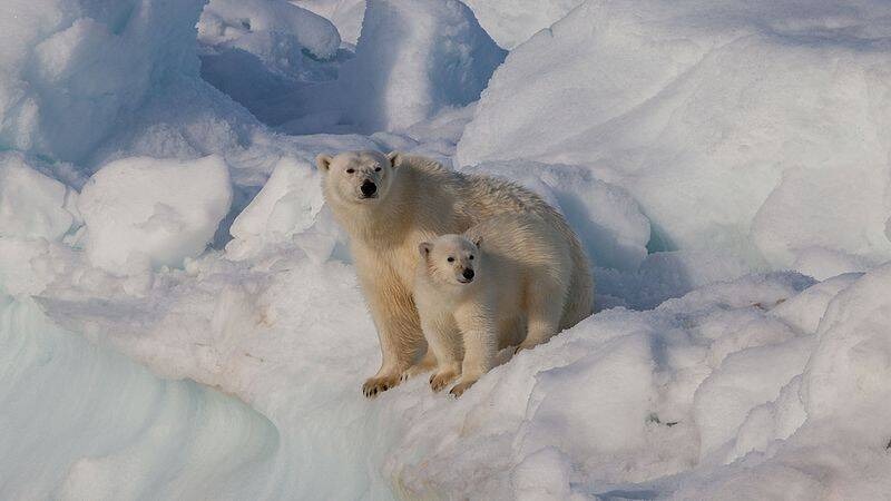 Biến đỗi khí hậu đang khiến gấu Bắc Cực phải ăn thịt lẫn nhau!- Ảnh 1.