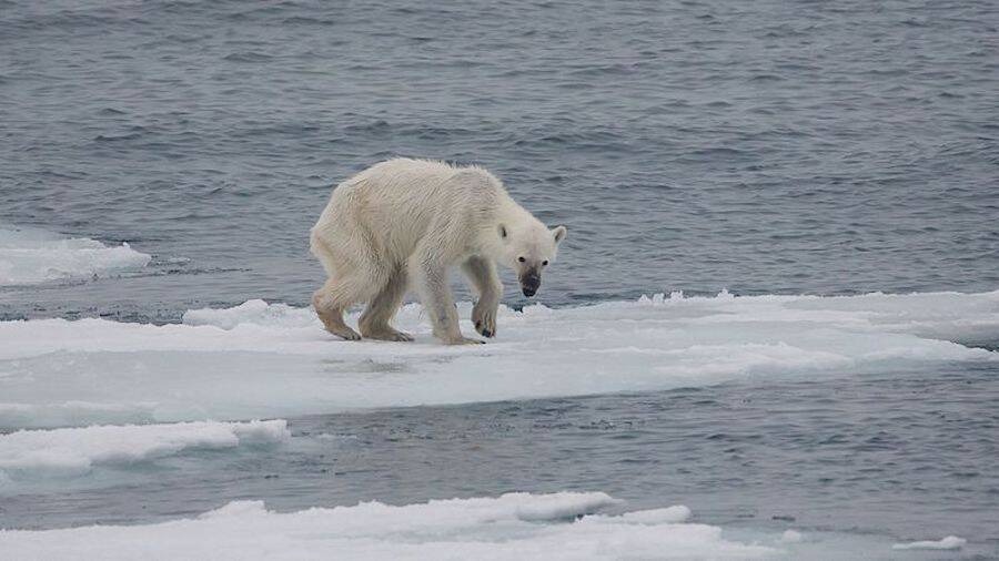 Biến đỗi khí hậu đang khiến gấu Bắc Cực phải ăn thịt lẫn nhau!- Ảnh 2.