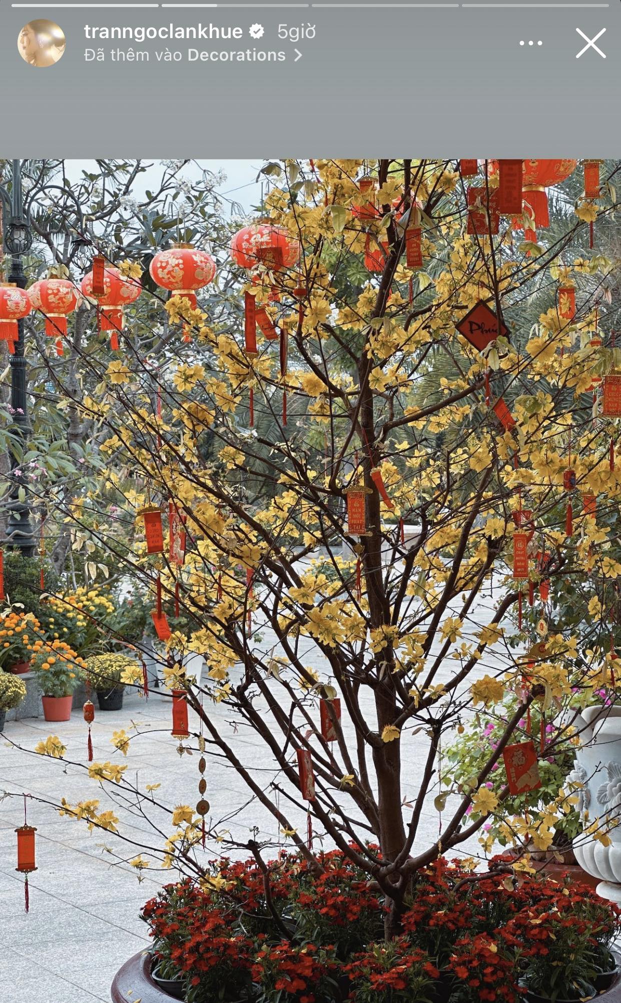 Hoa chơi Tết của hội dâu hào môn Vbiz: Lan Khuê sắm đủ mai- mận- cúc, Hà Tăng cắm hoa vừa nghệ vừa sang- Ảnh 3.