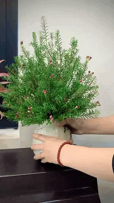 Loài hoa chưa đến 40.000 đồng 1 bó chơi được cả tháng, mua 1 bó được 2 bình về chưng Tết rực rỡ- Ảnh 14. Loài hoa chưa đến 40.000 đồng 1 bó chơi được cả tháng, mua 1 bó được 2 bình về chưng Tết rực rỡ- Ảnh 14.