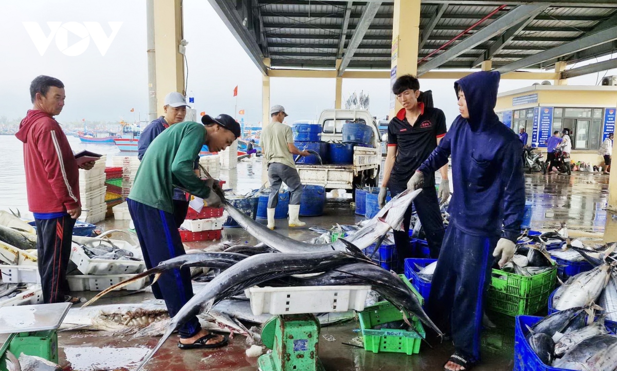 Ngư dân rộn ràng cập bờ đón Tết - Ảnh 8. Ngư dân rộn ràng cập bờ đón Tết - Ảnh 8.