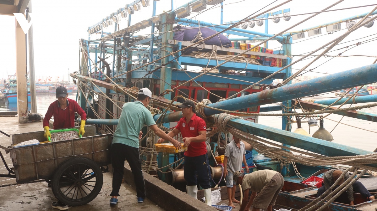 Ngư dân rộn ràng cập bờ đón Tết - Ảnh 9. Ngư dân rộn ràng cập bờ đón Tết - Ảnh 9.