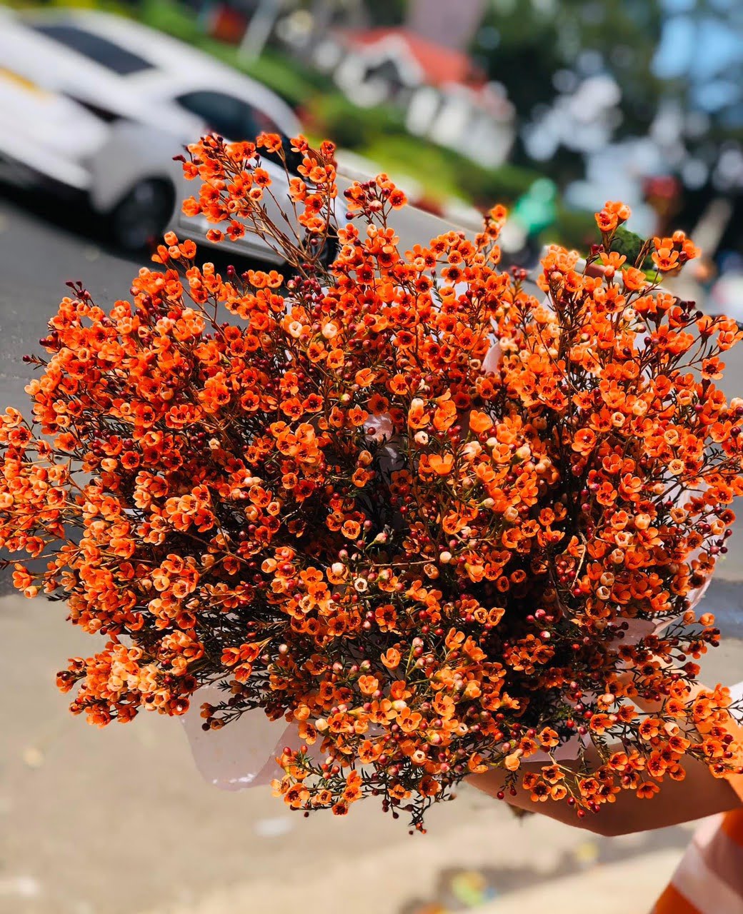 Loài hoa chưa đến 40.000 đồng 1 bó chơi được cả tháng, mua 1 bó được 2 bình về chưng Tết rực rỡ- Ảnh 4. Loài hoa chưa đến 40.000 đồng 1 bó chơi được cả tháng, mua 1 bó được 2 bình về chưng Tết rực rỡ- Ảnh 4.