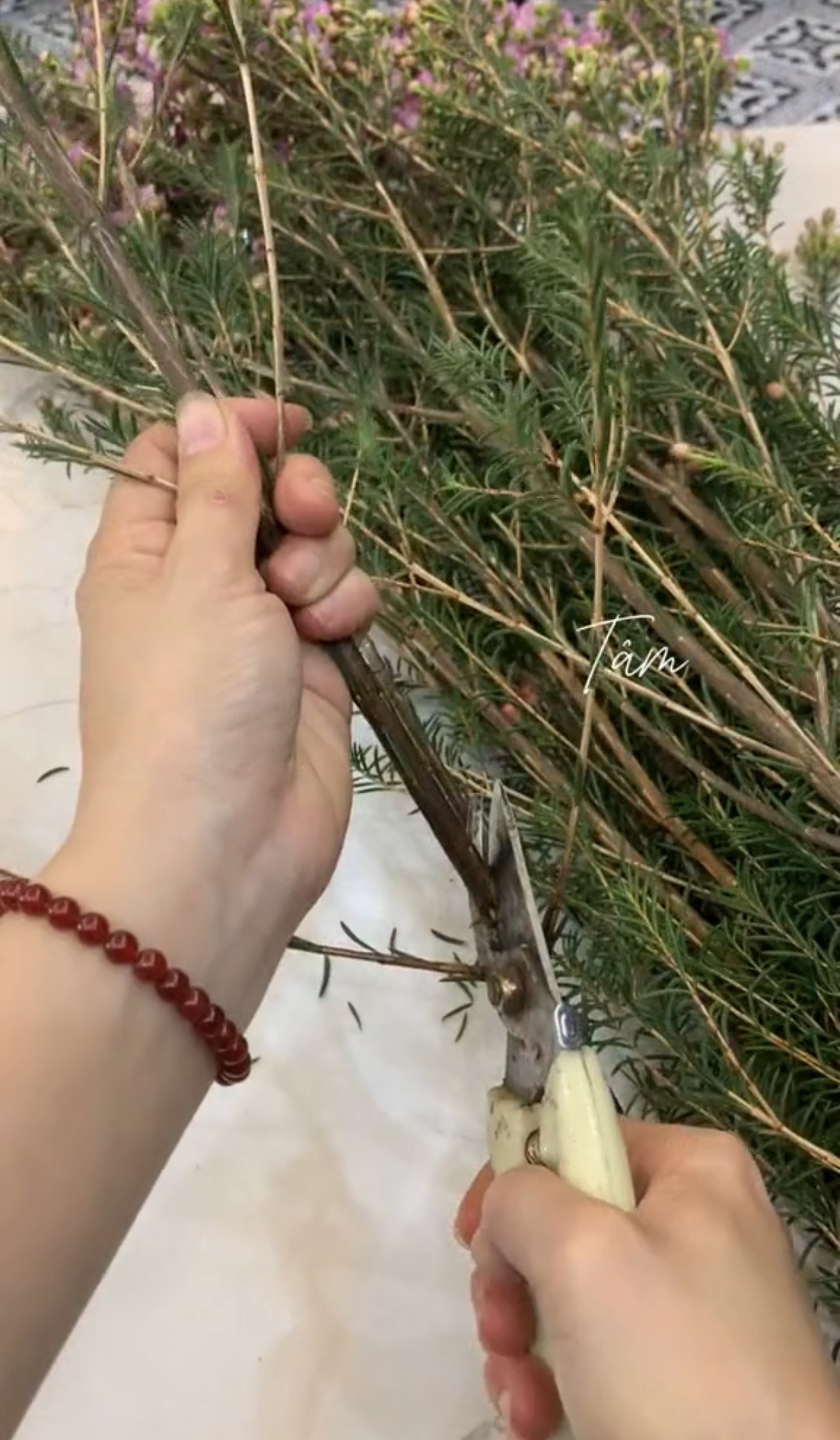 Loài hoa chưa đến 40.000 đồng 1 bó chơi được cả tháng, mua 1 bó được 2 bình về chưng Tết rực rỡ- Ảnh 10. Loài hoa chưa đến 40.000 đồng 1 bó chơi được cả tháng, mua 1 bó được 2 bình về chưng Tết rực rỡ- Ảnh 10.