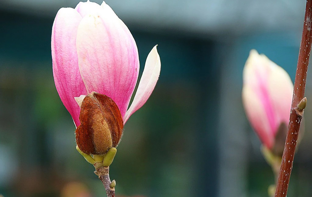 Top 12 loài hoa Tết được trưng trong nhà người Việt: Có loài mang ý nghĩa thịnh vượng, hợp phong thủy- Ảnh 18.