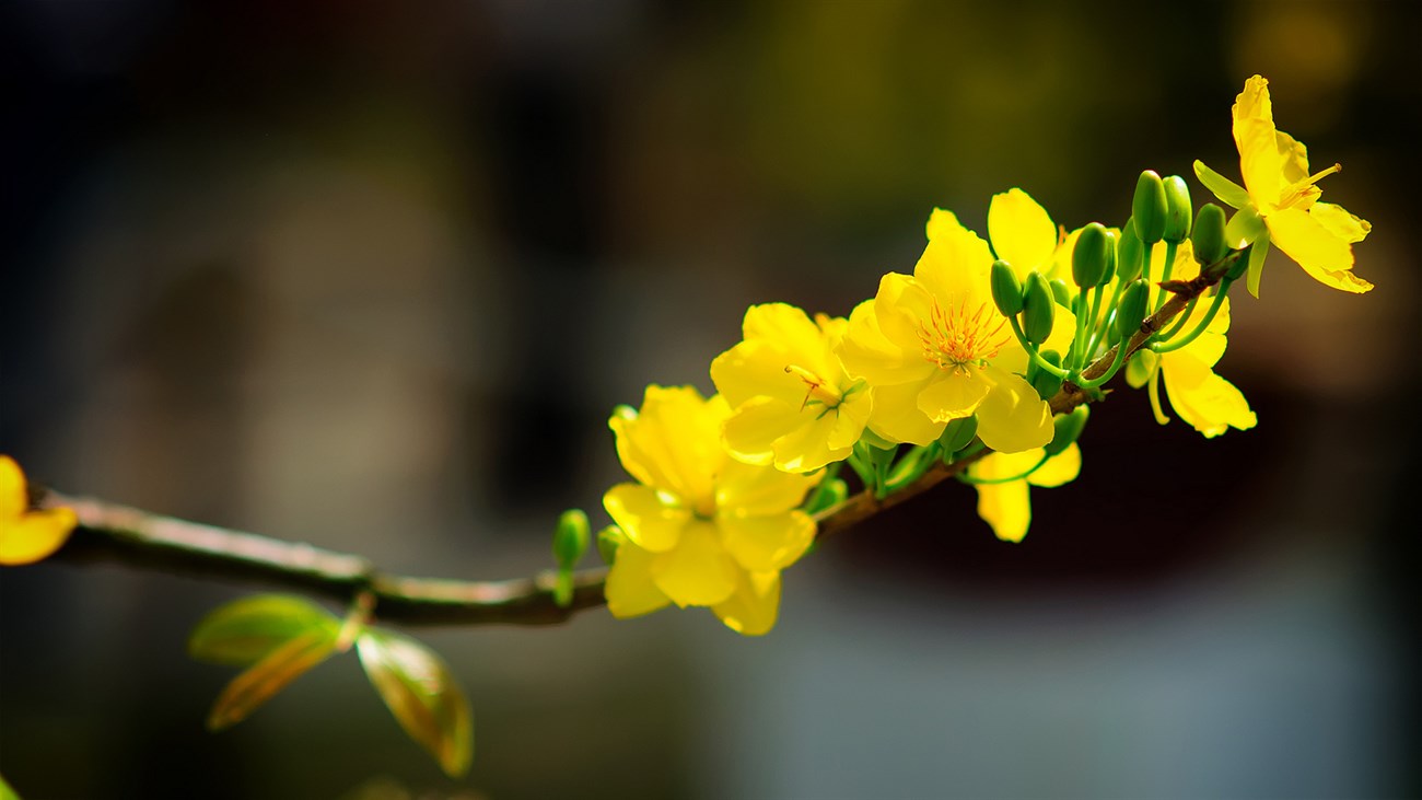 Top 12 loài hoa Tết được trưng trong nhà người Việt: Có loài mang ý nghĩa thịnh vượng, hợp phong thủy- Ảnh 3.