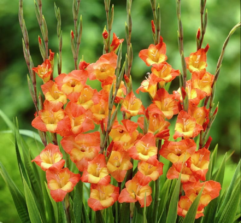 Top 12 loài hoa Tết được trưng trong nhà người Việt: Có loài mang ý nghĩa thịnh vượng, hợp phong thủy- Ảnh 11.