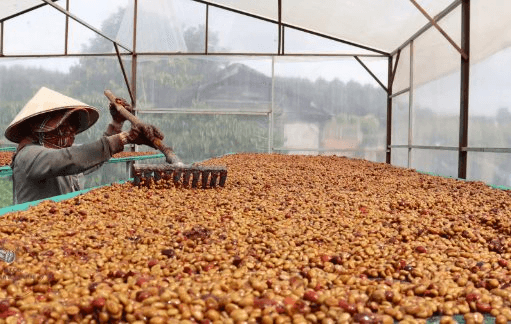 Một mặt hàng đặc sản của Việt Nam được Nhật Bản gom hàng gấp 3 lần trong tháng đầu năm: Châu Âu cực kỳ ưa chuộng, nước ta có năng suất đứng đầu thế giới - Ảnh 1.