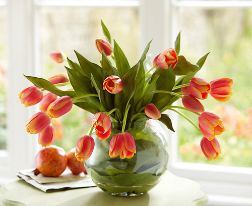 Mùa này hoa tulip rất rẻ, từ 300 nghìn/bó hàng Hà Lan chỉ còn vài chục nghìn: Làm thế này thì tươi 10 ngày- Ảnh 8. Mùa này hoa tulip rất rẻ, từ 300 nghìn/bó hàng Hà Lan chỉ còn vài chục nghìn: Làm thế này thì tươi 10 ngày- Ảnh 8.