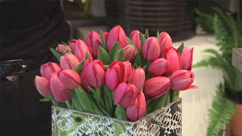 Mùa này hoa tulip rất rẻ, từ 300 nghìn/bó hàng Hà Lan chỉ còn vài chục nghìn: Làm thế này thì tươi 10 ngày- Ảnh 9. Mùa này hoa tulip rất rẻ, từ 300 nghìn/bó hàng Hà Lan chỉ còn vài chục nghìn: Làm thế này thì tươi 10 ngày- Ảnh 9.