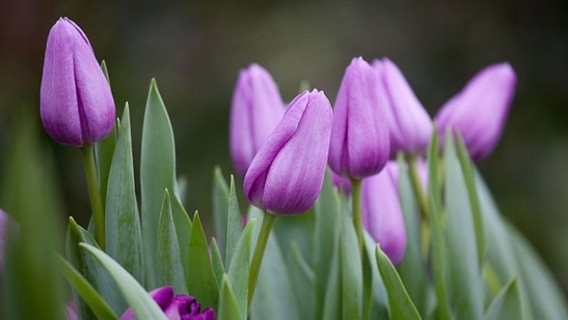 Mùa này hoa tulip rất rẻ, từ 300 nghìn/bó hàng Hà Lan chỉ còn vài chục nghìn: Làm thế này thì tươi 10 ngày - Ảnh 4. Mùa này hoa tulip rất rẻ, từ 300 nghìn/bó hàng Hà Lan chỉ còn vài chục nghìn: Làm thế này thì tươi 10 ngày - Ảnh 4.