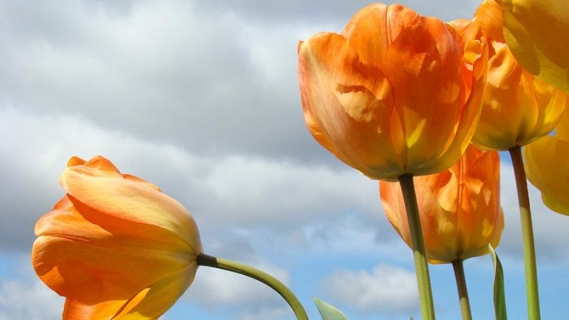 Mùa này hoa tulip rất rẻ, từ 300 nghìn/bó hàng Hà Lan chỉ còn vài chục nghìn: Làm thế này thì tươi 10 ngày - Ảnh 3. Mùa này hoa tulip rất rẻ, từ 300 nghìn/bó hàng Hà Lan chỉ còn vài chục nghìn: Làm thế này thì tươi 10 ngày - Ảnh 3.