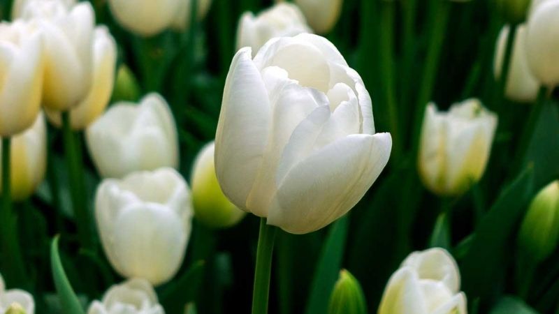 Mùa này hoa tulip rất rẻ, từ 300 nghìn/bó hàng Hà Lan chỉ còn vài chục nghìn: Làm thế này thì tươi 10 ngày - Ảnh 2. Mùa này hoa tulip rất rẻ, từ 300 nghìn/bó hàng Hà Lan chỉ còn vài chục nghìn: Làm thế này thì tươi 10 ngày - Ảnh 2.