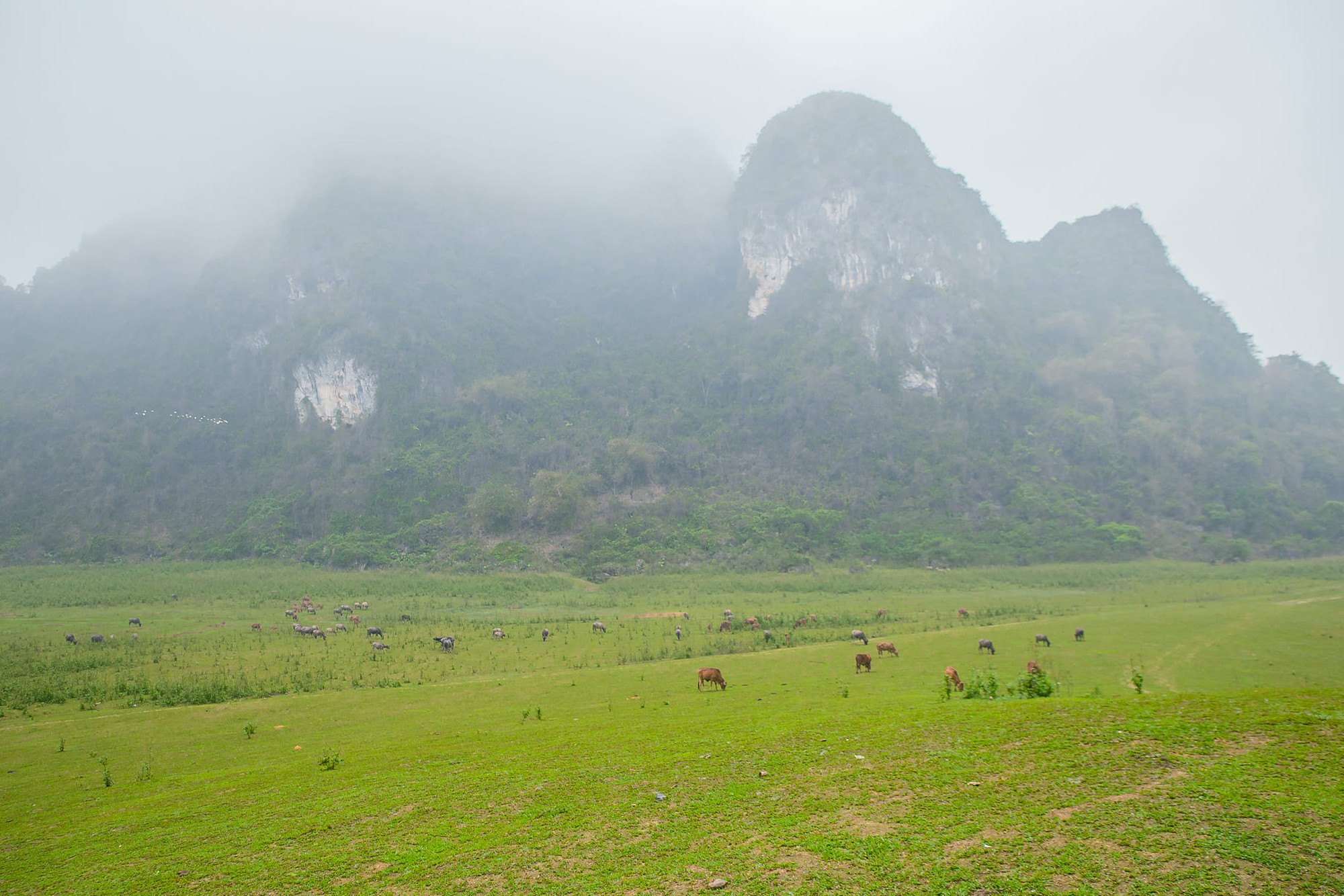 Phát hiện thảo nguyên xanh cách Hà Nội chưa tới 100km, được so sánh như “vịnh Hạ Long trên cạn”- Ảnh 1. Phát hiện thảo nguyên xanh cách Hà Nội chưa tới 100km, được so sánh như “vịnh Hạ Long trên cạn”- Ảnh 1.