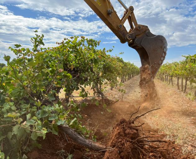 Tồn kho tới 2 tỷ lít, rượu vang 'ế' chưa từng có: Nông dân Úc đau đớn phá bỏ hàng triệu cây nho, càng trồng càng lỗ, có gia đình 3, 4 đời trồng nho buộc phải tìm sinh kế mới - Ảnh 1.