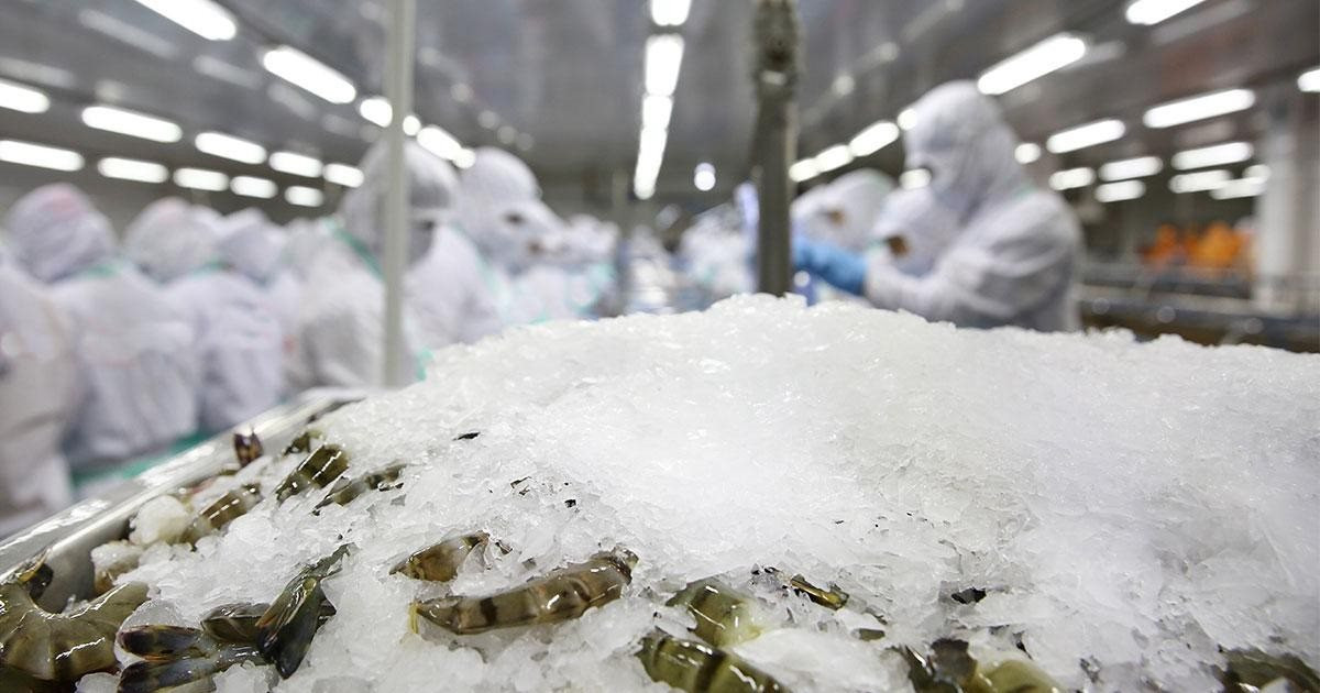 DN thuỷ sản trên sàn có Chủ tịch vừa bị bắt: Lỗ triền miên, âm vốn 1.400 tỷ, mất khả năng thanh toán nợ 400 tỷ cho BIDV, Vietcombank, Agribank - Ảnh 1.