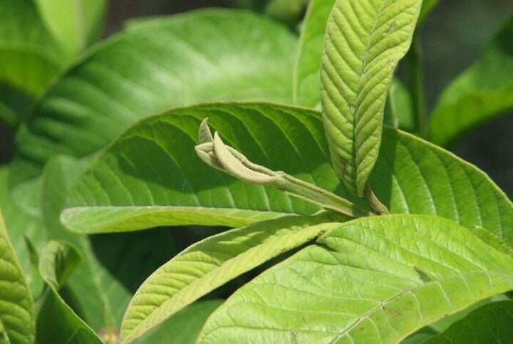 Loại lá nhiều người bỏ đi nhưng có tác dụng chữa bệnh bất ngờ - Ảnh 2.