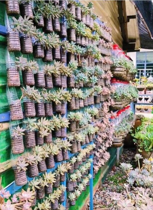 Người phụ nữ ở Thượng Hải nổi tiếng nhờ trồng sen đá "bằng chai nước khoáng" vô cùng độc đáo, tạo ra khu vườn xinh đẹp đáng ghen tị - Ảnh 13. Người phụ nữ ở Thượng Hải nổi tiếng nhờ trồng sen đá "bằng chai nước khoáng" vô cùng độc đáo, tạo ra khu vườn xinh đẹp đáng ghen tị - Ảnh 13.