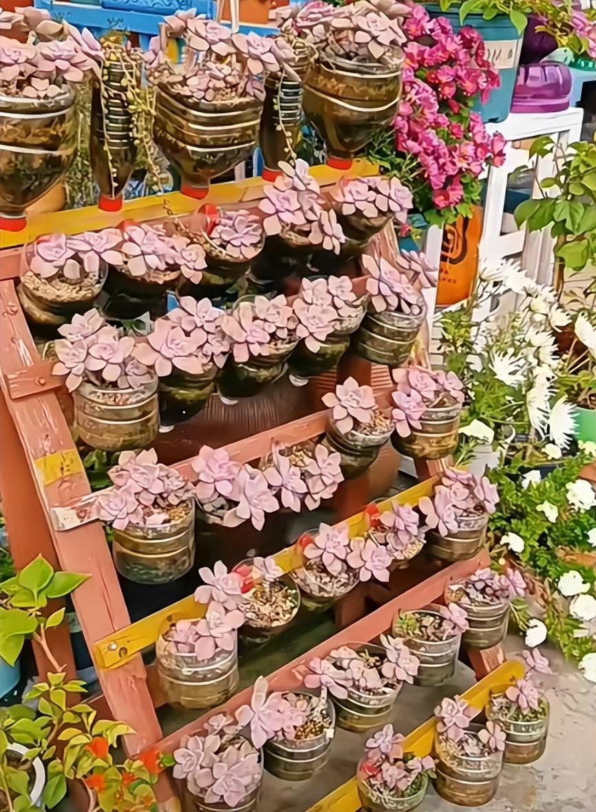 Người phụ nữ ở Thượng Hải nổi tiếng nhờ trồng sen đá "bằng chai nước khoáng" vô cùng độc đáo, tạo ra khu vườn xinh đẹp đáng ghen tị - Ảnh 12. Người phụ nữ ở Thượng Hải nổi tiếng nhờ trồng sen đá "bằng chai nước khoáng" vô cùng độc đáo, tạo ra khu vườn xinh đẹp đáng ghen tị - Ảnh 12.