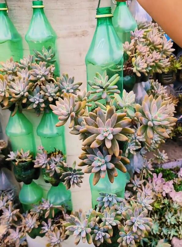 Người phụ nữ ở Thượng Hải nổi tiếng nhờ trồng sen đá "bằng chai nước khoáng" vô cùng độc đáo, tạo ra khu vườn xinh đẹp đáng ghen tị - Ảnh 14. Người phụ nữ ở Thượng Hải nổi tiếng nhờ trồng sen đá "bằng chai nước khoáng" vô cùng độc đáo, tạo ra khu vườn xinh đẹp đáng ghen tị - Ảnh 14.