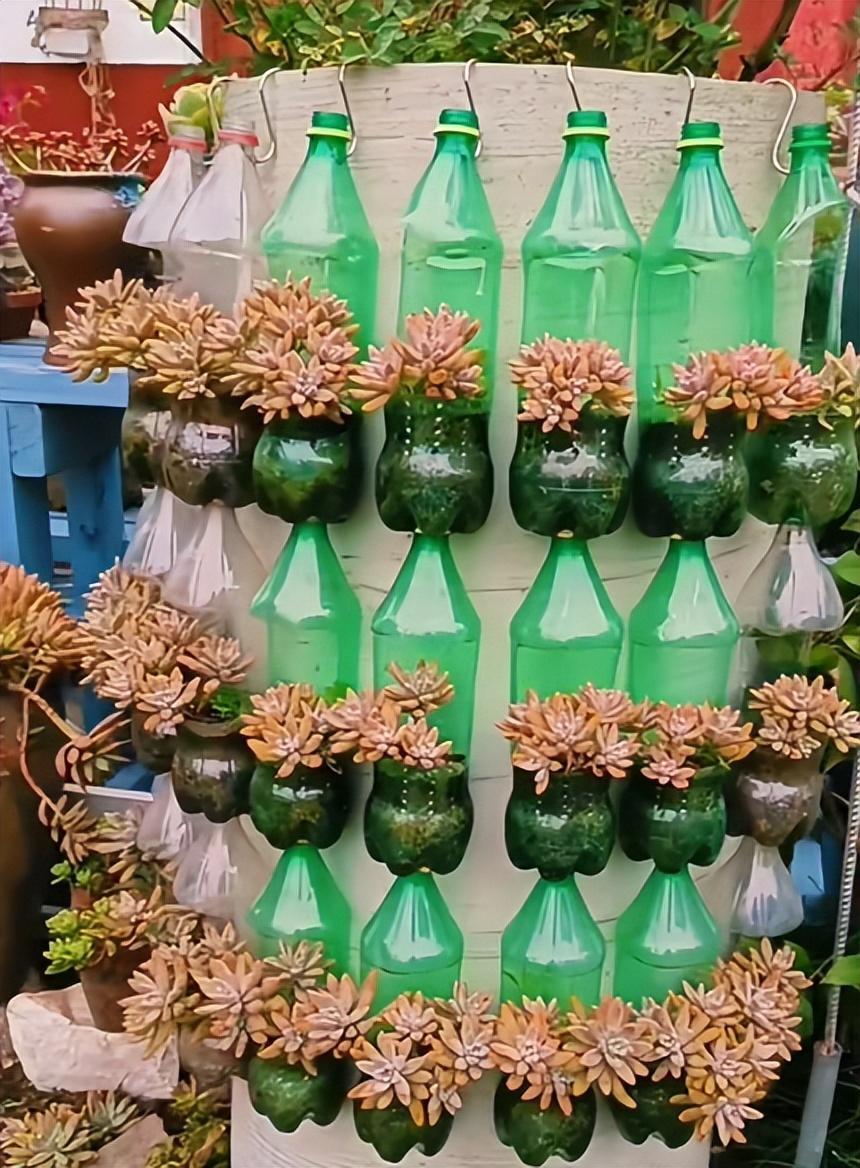 Người phụ nữ ở Thượng Hải nổi tiếng nhờ trồng sen đá "bằng chai nước khoáng" vô cùng độc đáo, tạo ra khu vườn xinh đẹp đáng ghen tị - Ảnh 10. Người phụ nữ ở Thượng Hải nổi tiếng nhờ trồng sen đá "bằng chai nước khoáng" vô cùng độc đáo, tạo ra khu vườn xinh đẹp đáng ghen tị - Ảnh 10.