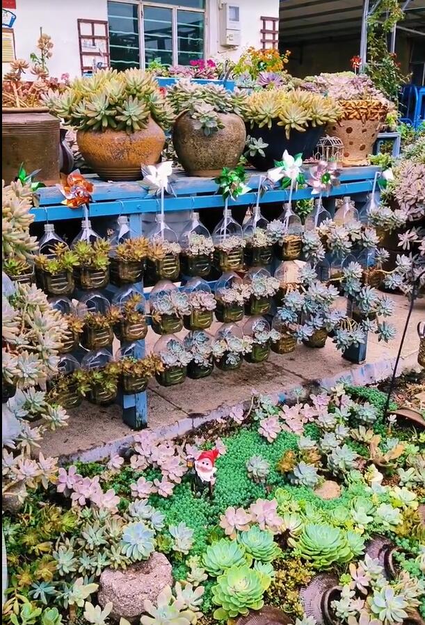 Người phụ nữ ở Thượng Hải nổi tiếng nhờ trồng sen đá "bằng chai nước khoáng" vô cùng độc đáo, tạo ra khu vườn xinh đẹp đáng ghen tị - Ảnh 11. Người phụ nữ ở Thượng Hải nổi tiếng nhờ trồng sen đá "bằng chai nước khoáng" vô cùng độc đáo, tạo ra khu vườn xinh đẹp đáng ghen tị - Ảnh 11.