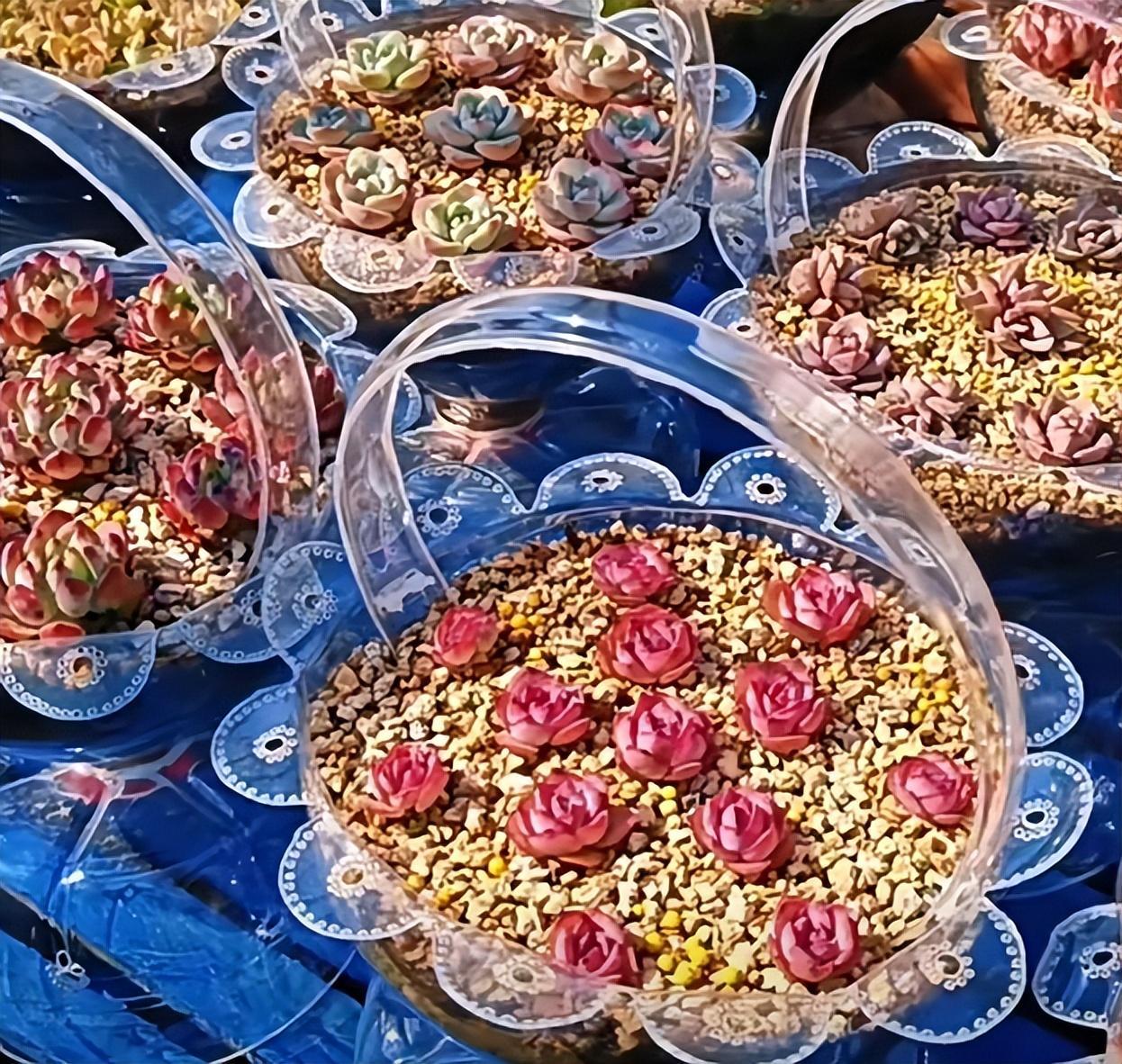 Người phụ nữ ở Thượng Hải nổi tiếng nhờ trồng sen đá "bằng chai nước khoáng" vô cùng độc đáo, tạo ra khu vườn xinh đẹp đáng ghen tị - Ảnh 9. Người phụ nữ ở Thượng Hải nổi tiếng nhờ trồng sen đá "bằng chai nước khoáng" vô cùng độc đáo, tạo ra khu vườn xinh đẹp đáng ghen tị - Ảnh 9.
