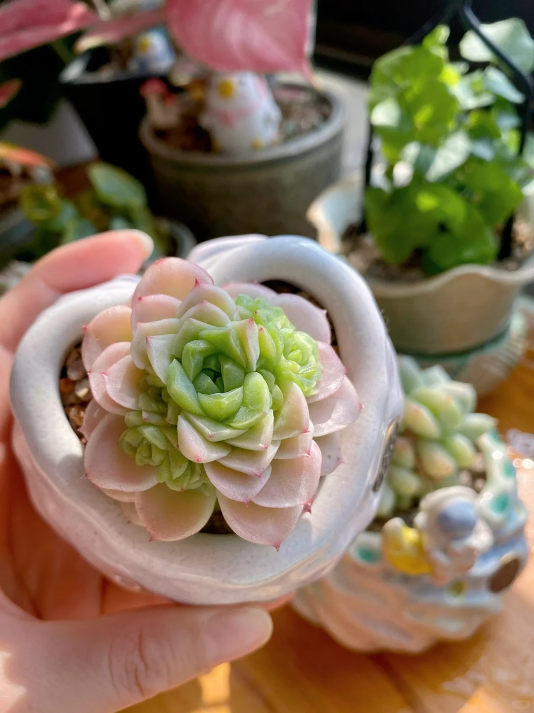 Người phụ nữ ở Thượng Hải nổi tiếng nhờ trồng sen đá "bằng chai nước khoáng" vô cùng độc đáo, tạo ra khu vườn xinh đẹp đáng ghen tị - Ảnh 16. Người phụ nữ ở Thượng Hải nổi tiếng nhờ trồng sen đá "bằng chai nước khoáng" vô cùng độc đáo, tạo ra khu vườn xinh đẹp đáng ghen tị - Ảnh 16.