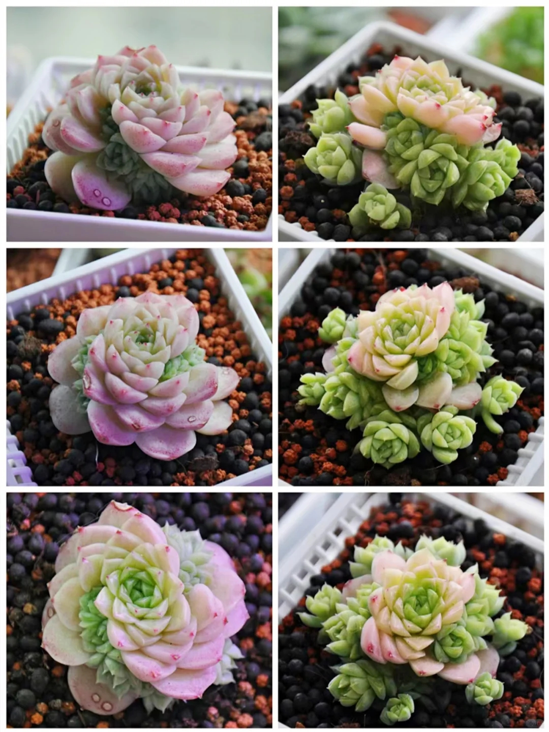 Người phụ nữ ở Thượng Hải nổi tiếng nhờ trồng sen đá "bằng chai nước khoáng" vô cùng độc đáo, tạo ra khu vườn xinh đẹp đáng ghen tị - Ảnh 17. Người phụ nữ ở Thượng Hải nổi tiếng nhờ trồng sen đá "bằng chai nước khoáng" vô cùng độc đáo, tạo ra khu vườn xinh đẹp đáng ghen tị - Ảnh 17.