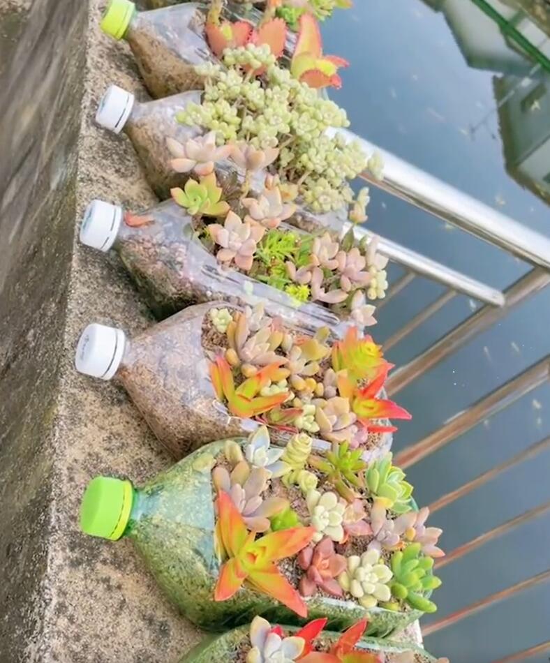 Người phụ nữ ở Thượng Hải nổi tiếng nhờ trồng sen đá "bằng chai nước khoáng" vô cùng độc đáo, tạo ra khu vườn xinh đẹp đáng ghen tị - Ảnh 4. Người phụ nữ ở Thượng Hải nổi tiếng nhờ trồng sen đá "bằng chai nước khoáng" vô cùng độc đáo, tạo ra khu vườn xinh đẹp đáng ghen tị - Ảnh 4.