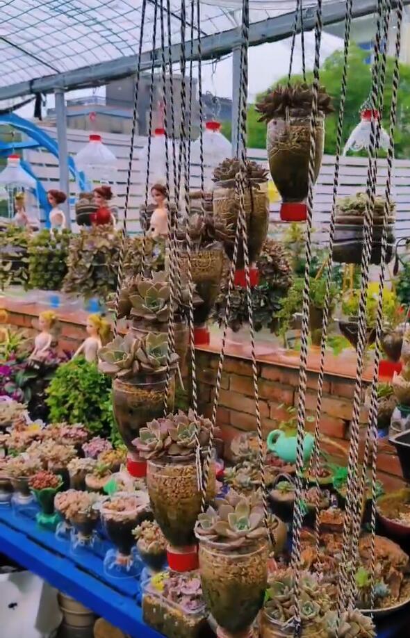 Người phụ nữ ở Thượng Hải nổi tiếng nhờ trồng sen đá "bằng chai nước khoáng" vô cùng độc đáo, tạo ra khu vườn xinh đẹp đáng ghen tị - Ảnh 7. Người phụ nữ ở Thượng Hải nổi tiếng nhờ trồng sen đá "bằng chai nước khoáng" vô cùng độc đáo, tạo ra khu vườn xinh đẹp đáng ghen tị - Ảnh 7.