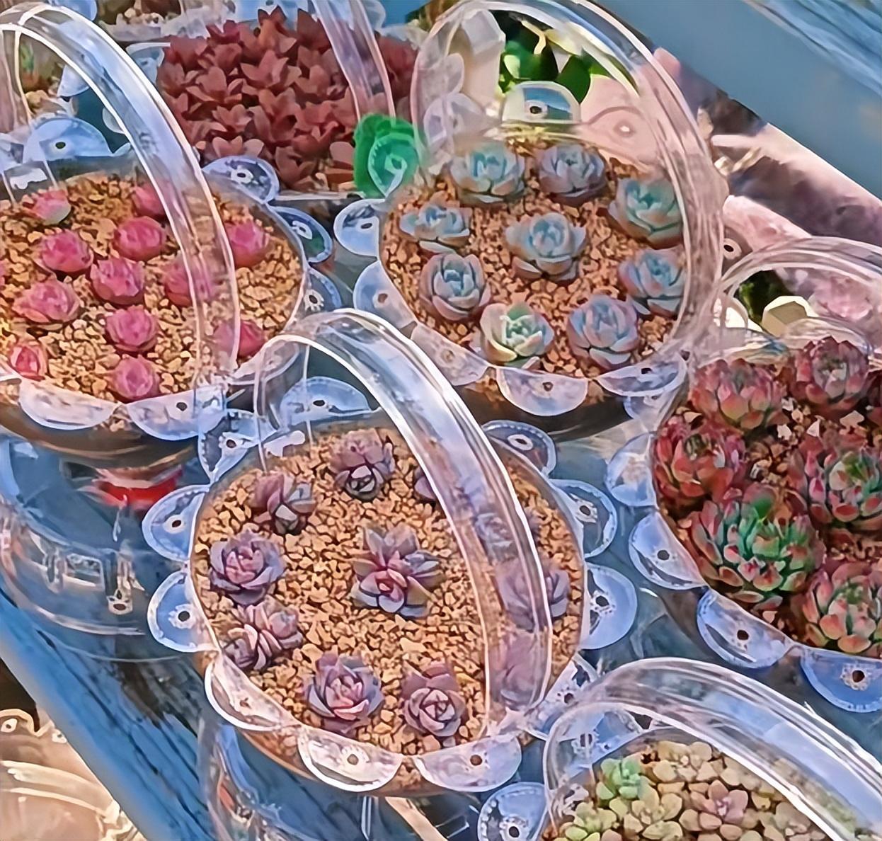 Người phụ nữ ở Thượng Hải nổi tiếng nhờ trồng sen đá "bằng chai nước khoáng" vô cùng độc đáo, tạo ra khu vườn xinh đẹp đáng ghen tị - Ảnh 3. Người phụ nữ ở Thượng Hải nổi tiếng nhờ trồng sen đá "bằng chai nước khoáng" vô cùng độc đáo, tạo ra khu vườn xinh đẹp đáng ghen tị - Ảnh 3.