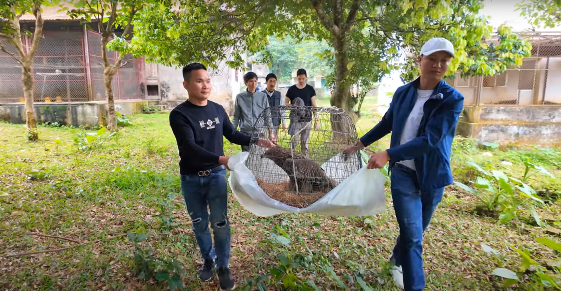 Nhận nuôi con chim nhặt ngoài mương, anh nông dân không ngờ là giống đại bàng rất hiếm gặp ở Việt Nam- Ảnh 5. Nhận nuôi con chim nhặt ngoài mương, anh nông dân không ngờ là giống đại bàng rất hiếm gặp ở Việt Nam- Ảnh 5.