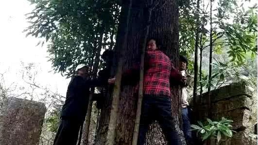 Lão nông phát hiện 3 cây gỗ quý hơn 1.000 năm tuổi trong vườn nhà, thương gia ra giá hơn 900 tỷ đồng mua trọn nhưng bị chuyên gia ngăn lại: "Tuyệt đối đừng bán" - Ảnh 3.