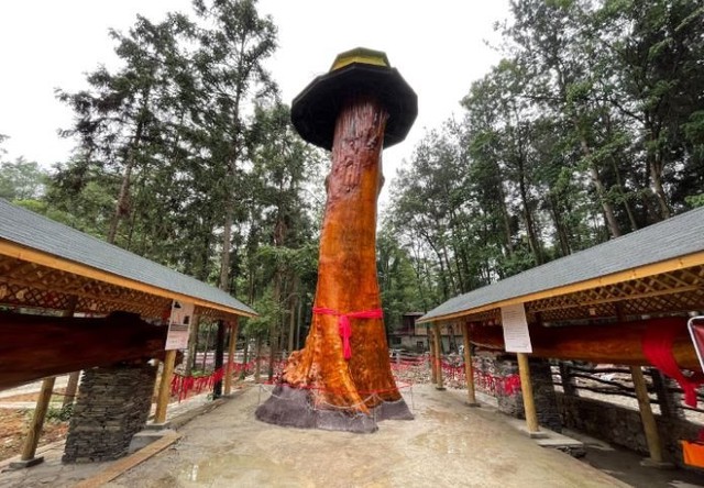 Lão nông phát hiện 3 cây gỗ quý hơn 1.000 năm tuổi trong vườn nhà, thương gia ra giá hơn 900 tỷ đồng mua trọn nhưng bị chuyên gia ngăn lại: "Tuyệt đối đừng bán" - Ảnh 4.