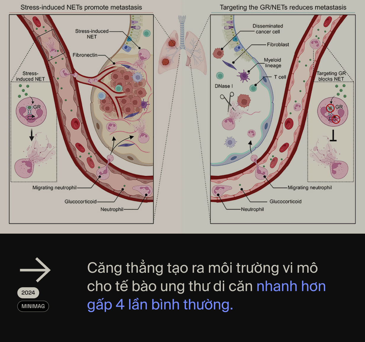 Ai đã &quot;phát minh&quot; ra stress: Tác nhân của 80% bệnh tật trên đời, bao gồm cả ung thư?- Ảnh 18.