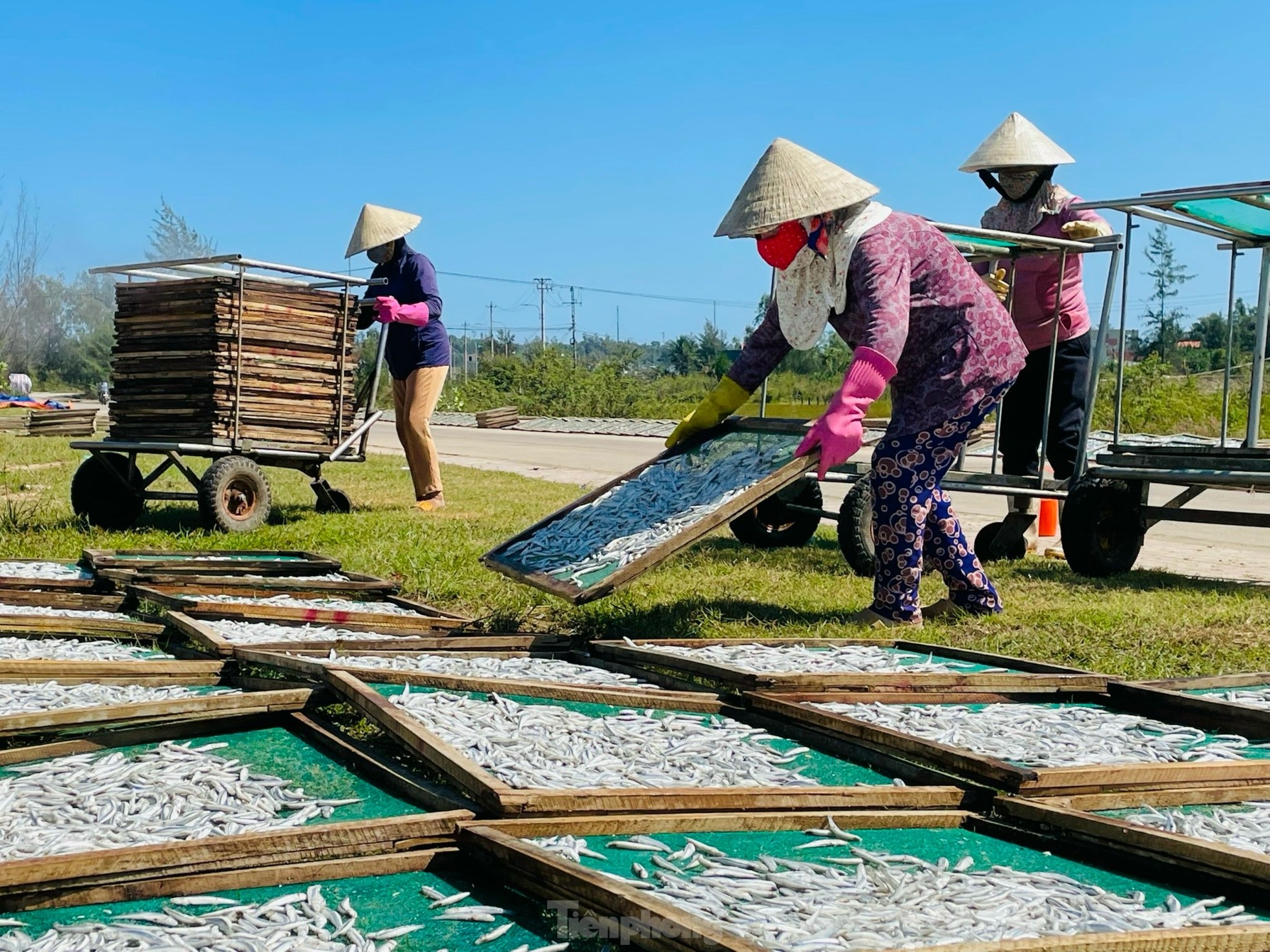 Ngư dân 'hốt bạc' vì trúng đậm mẻ cá lớn trong đêm - Ảnh 19.