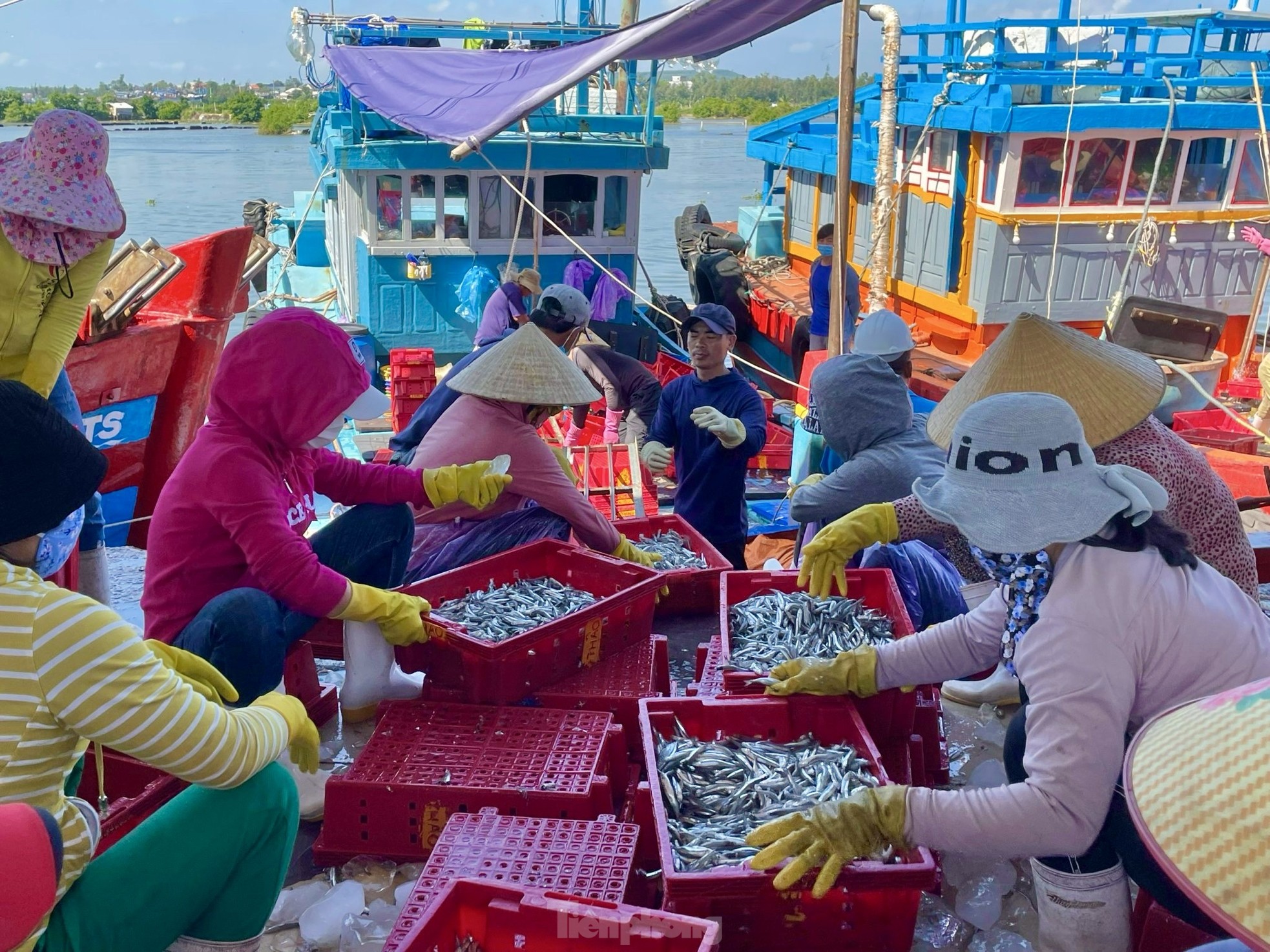 Ngư dân 'hốt bạc' vì trúng đậm mẻ cá lớn trong đêm - Ảnh 10.
