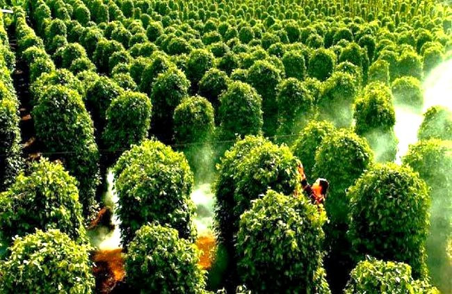 Đức bất ngờ săn lùng hàng trăm tấn 'vàng trên cây' của Việt Nam: tăng nhập khẩu hơn 400%, giá lập đỉnh giúp người dân trúng đậm - Ảnh 1.