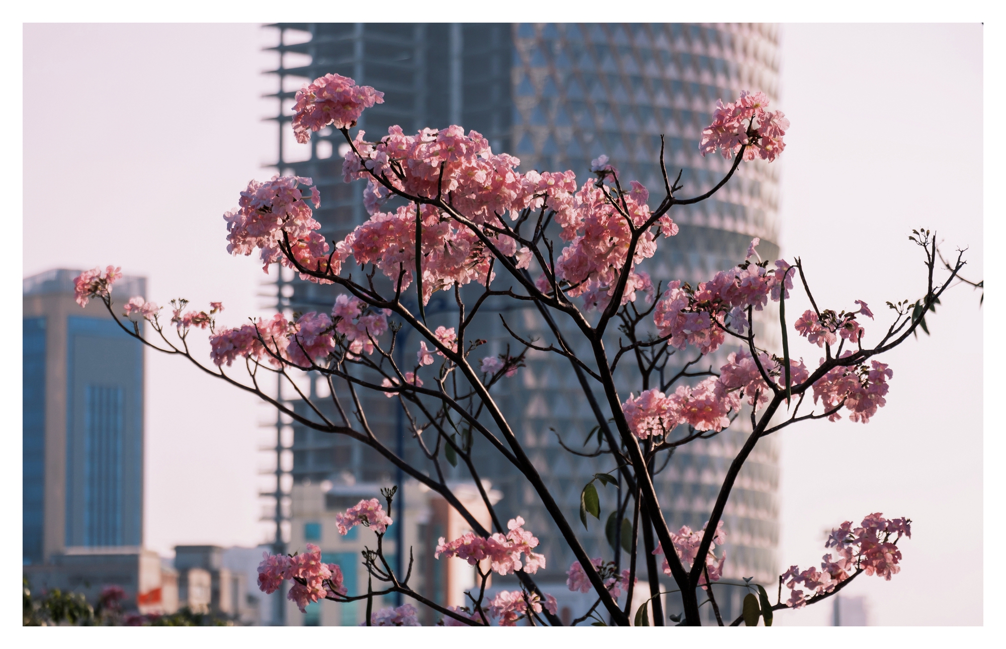 Mùa kèn hồng rợp trời Sài Gòn, chợt thấy thành phố mộng mơ biết bao giữa sắc hoa rực rỡ- Ảnh 8.