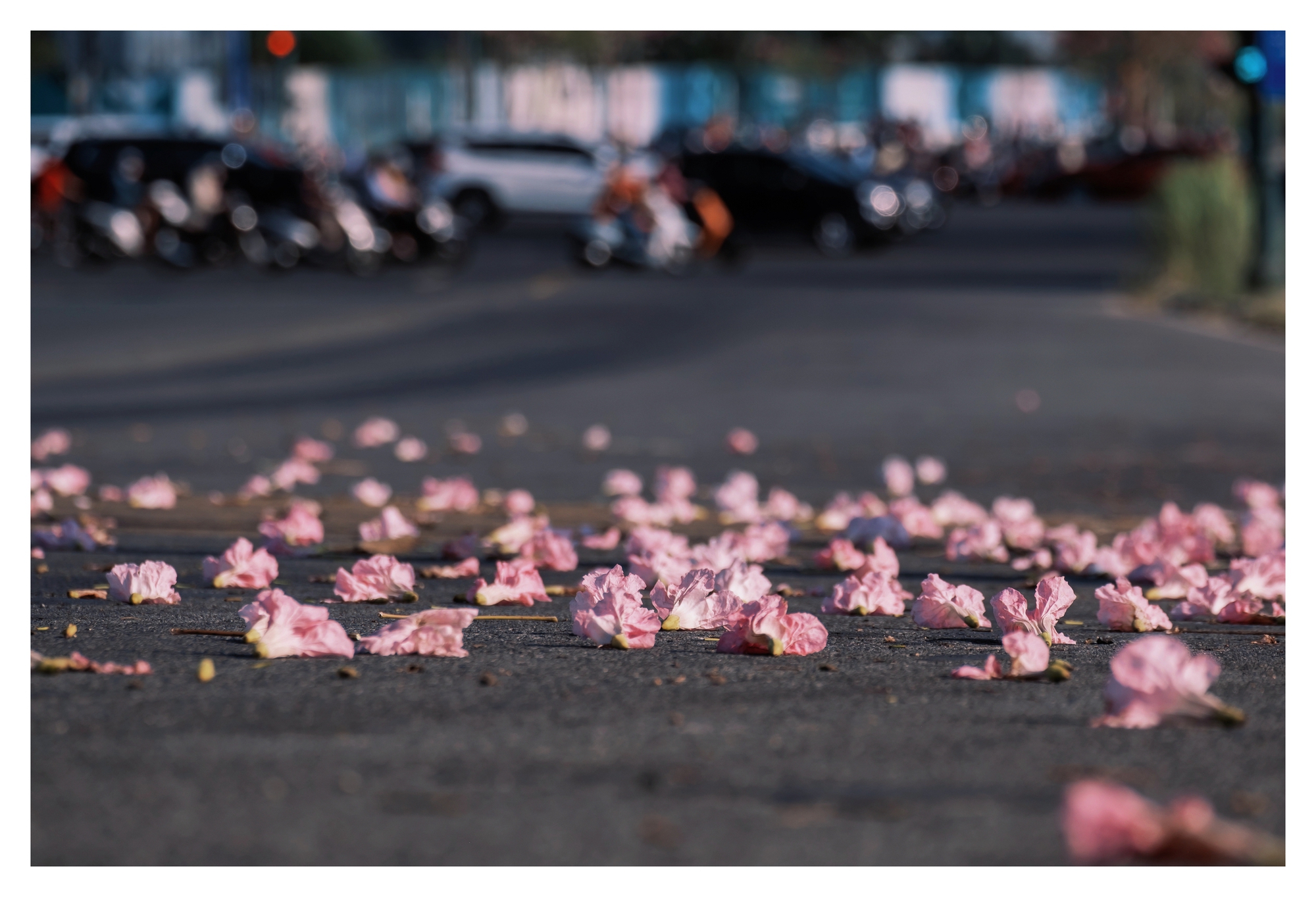 Mùa kèn hồng rợp trời Sài Gòn, chợt thấy thành phố mộng mơ biết bao giữa sắc hoa rực rỡ- Ảnh 17.