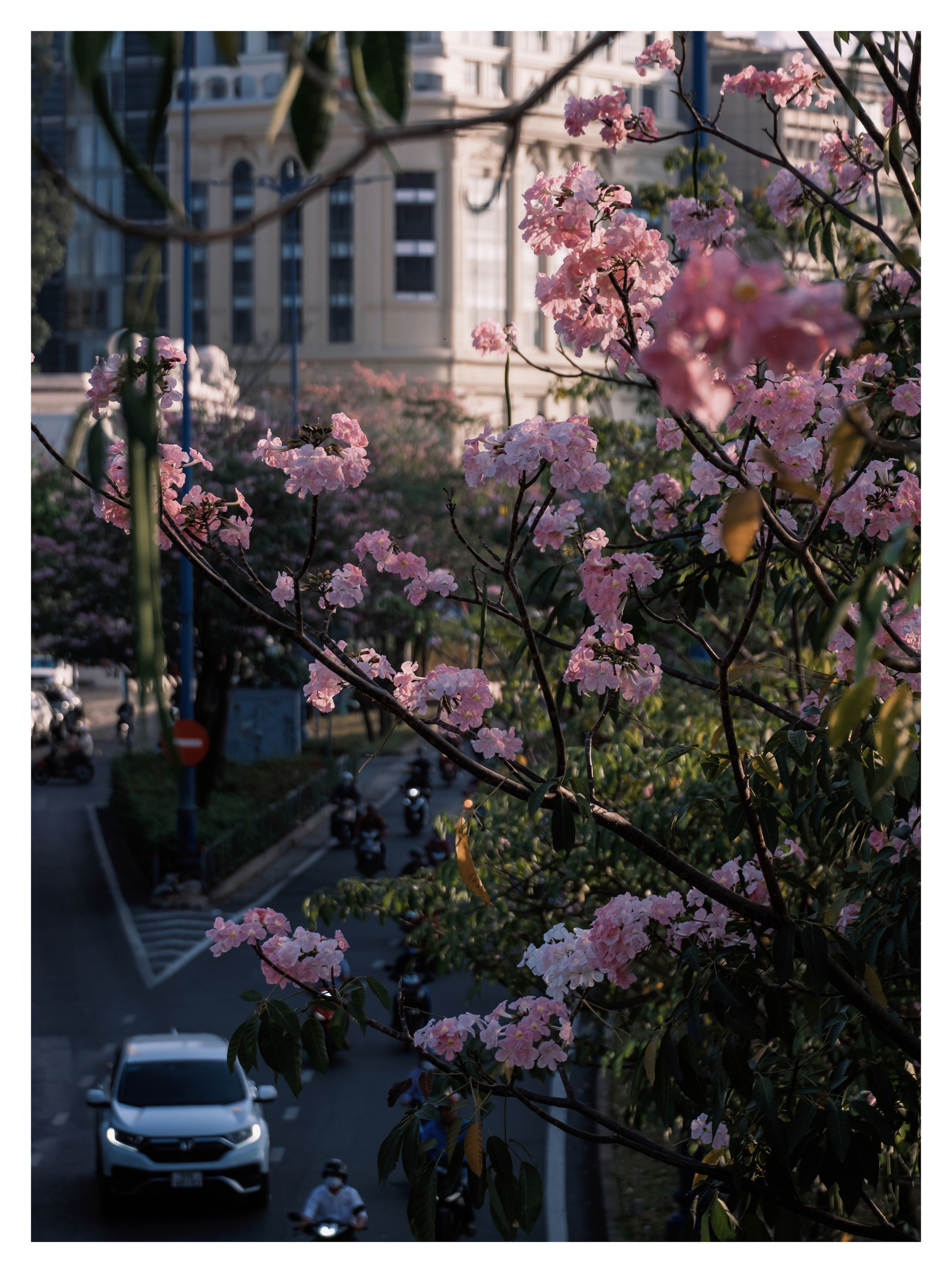 Mùa kèn hồng rợp trời Sài Gòn, chợt thấy thành phố mộng mơ biết bao giữa sắc hoa rực rỡ- Ảnh 18.