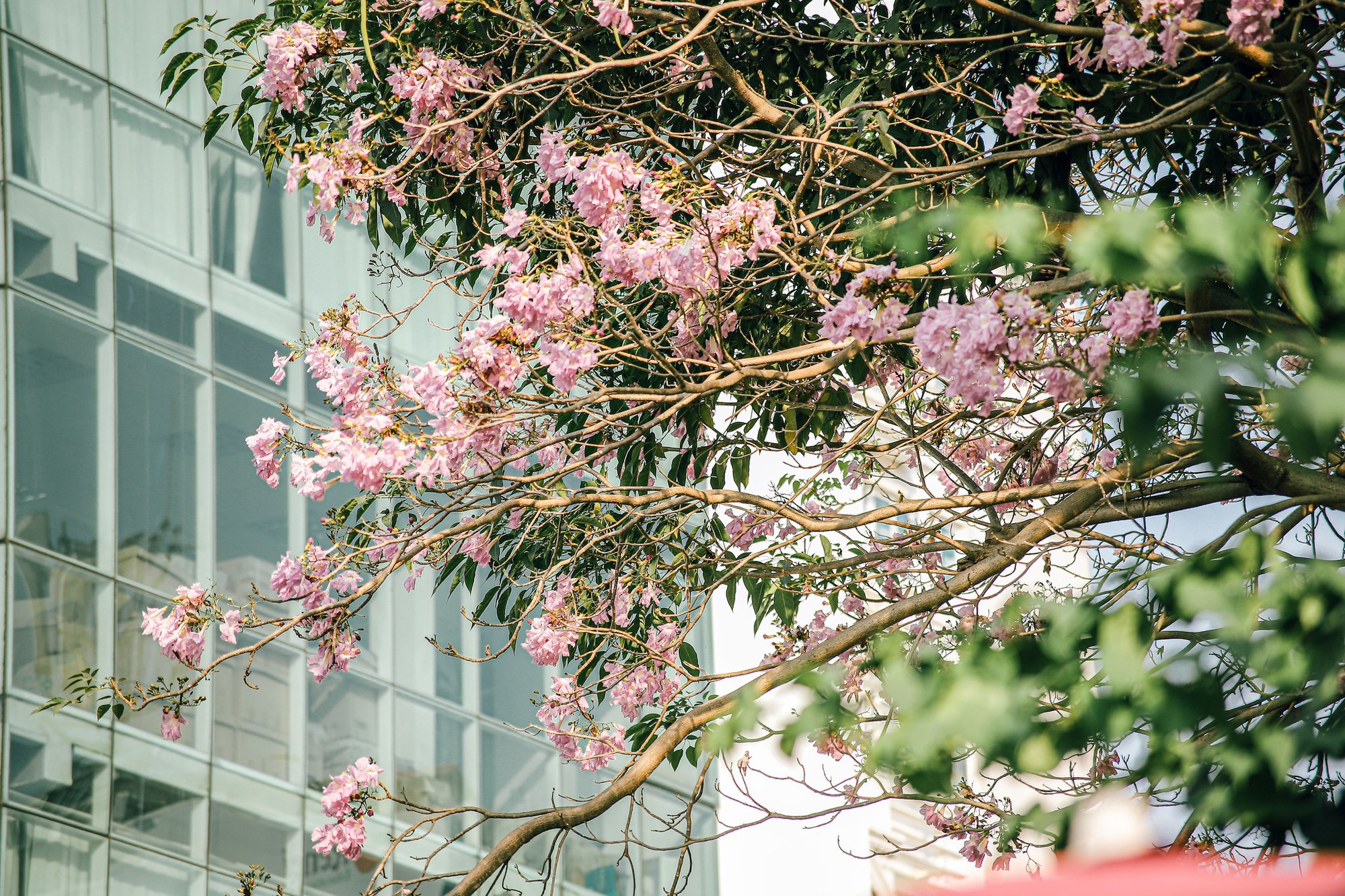Mùa kèn hồng rợp trời Sài Gòn, chợt thấy thành phố mộng mơ biết bao giữa sắc hoa rực rỡ- Ảnh 2.