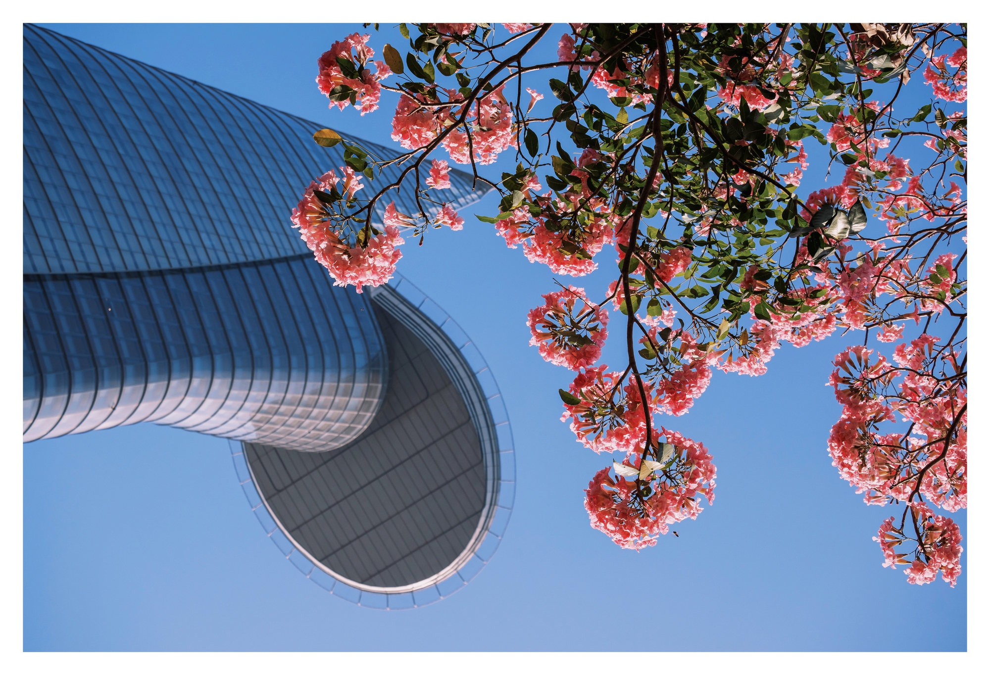 Mùa kèn hồng rợp trời Sài Gòn, chợt thấy thành phố mộng mơ biết bao giữa sắc hoa rực rỡ- Ảnh 9.