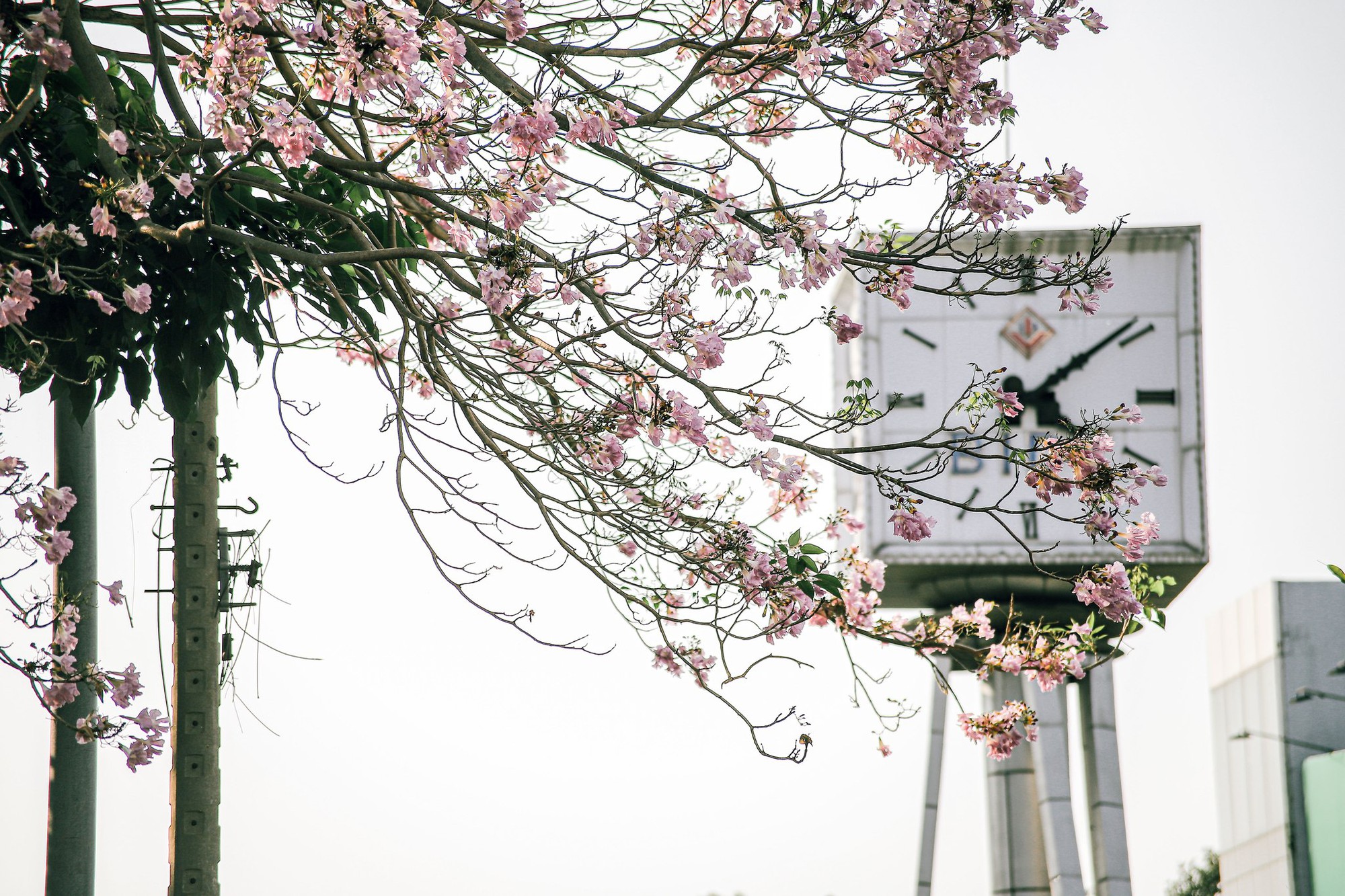 Mùa kèn hồng rợp trời Sài Gòn, chợt thấy thành phố mộng mơ biết bao giữa sắc hoa rực rỡ- Ảnh 3.