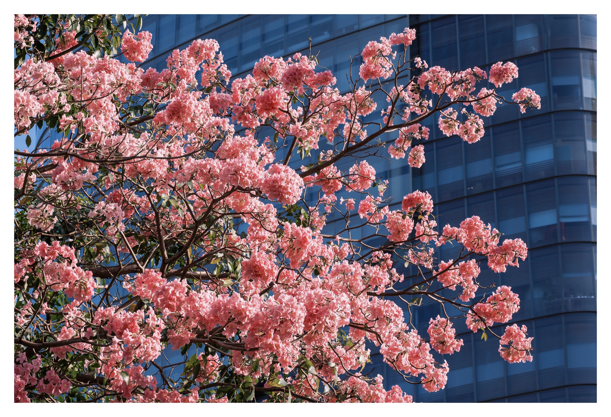 Mùa kèn hồng rợp trời Sài Gòn, chợt thấy thành phố mộng mơ biết bao giữa sắc hoa rực rỡ- Ảnh 10.