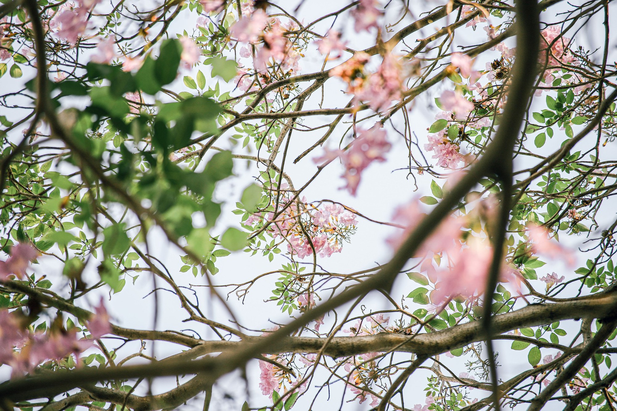 Mùa kèn hồng rợp trời Sài Gòn, chợt thấy thành phố mộng mơ biết bao giữa sắc hoa rực rỡ- Ảnh 4.