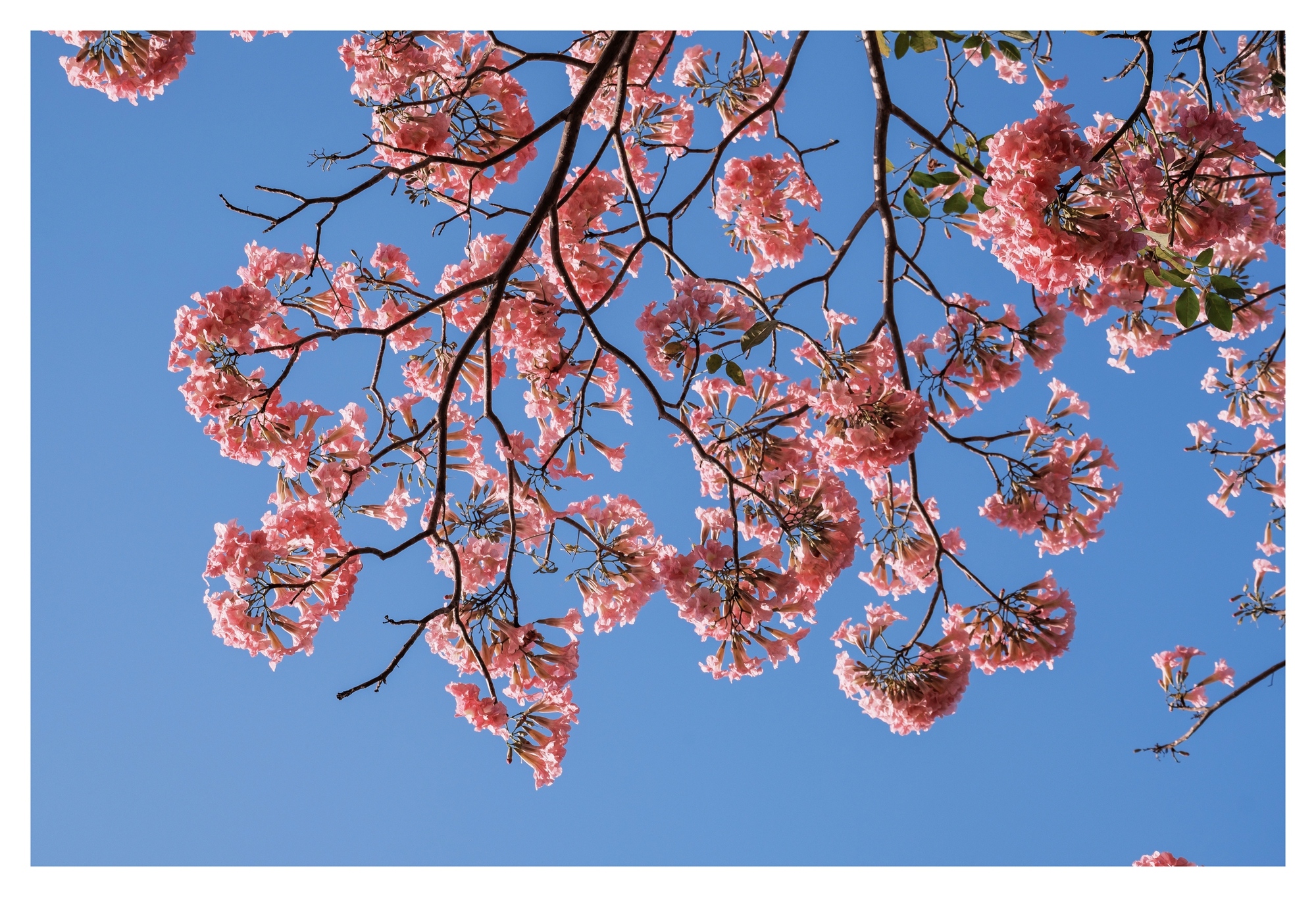 Mùa kèn hồng rợp trời Sài Gòn, chợt thấy thành phố mộng mơ biết bao giữa sắc hoa rực rỡ- Ảnh 11.